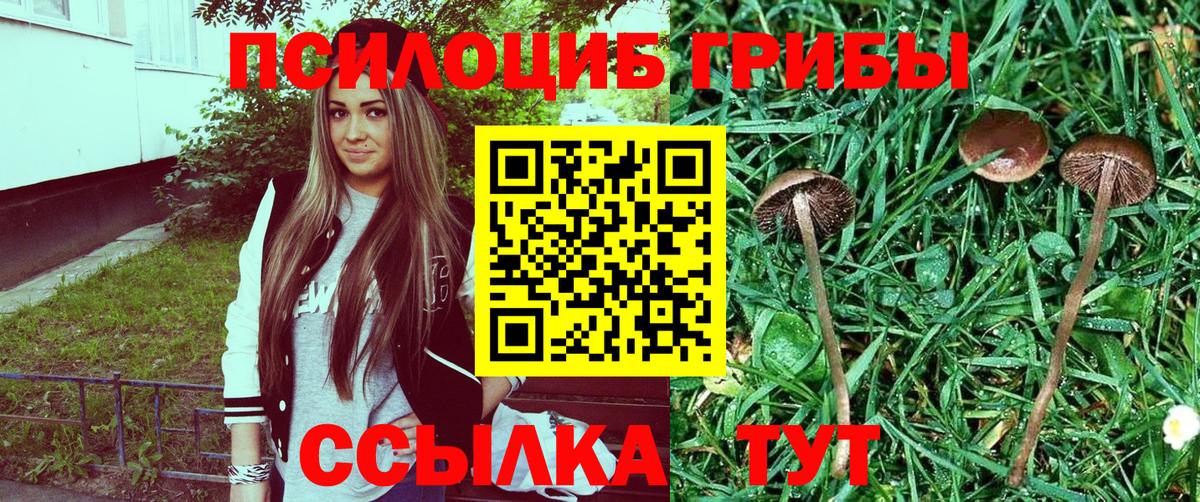 даркнет сайт  Коломна  Псилоцибиновые грибы Psilocybe 
